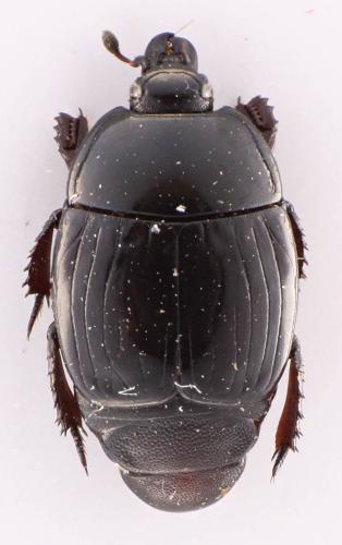 Margarinotus ignobilis